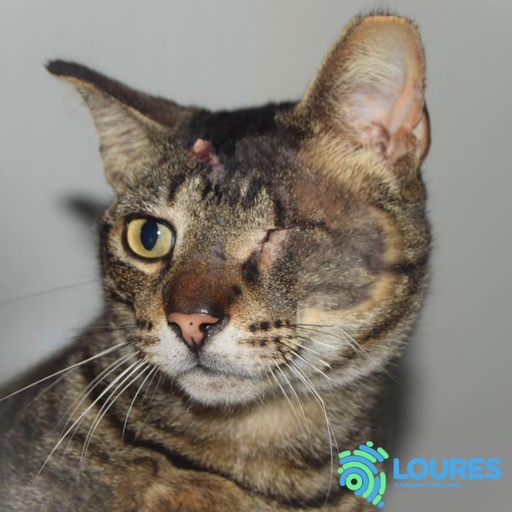 A80/2025 Giu F | 620099100118452