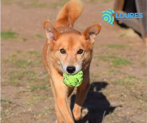 A418/2023 C Joaquim | 620099100111609