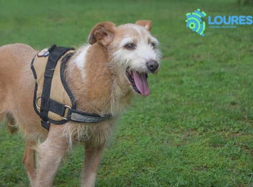 A539/2023 Irish C | 620099100088387