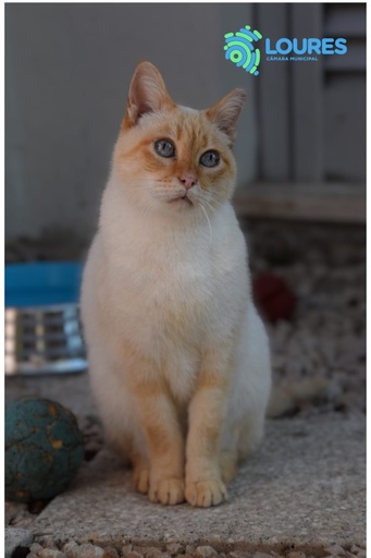 A561/2023 F Fanta | 620099100089154