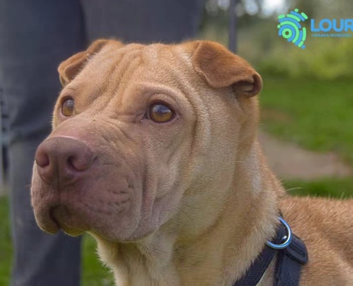 A71/2024 Peppa C | 991001003617111