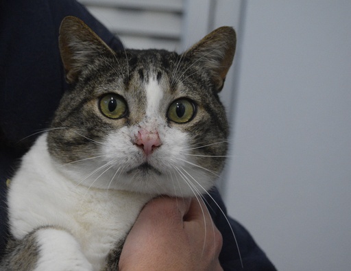 A224/2024 F José | 620099100097326