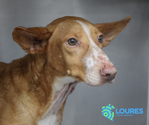 A382/2024 C Blue | 620099100111602