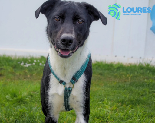 A504/2024 Bingo C | 620098201332066