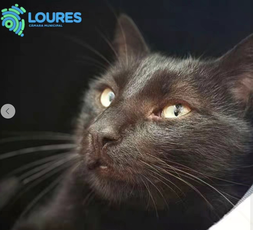 A43/2025 Charco F | 620099100118148