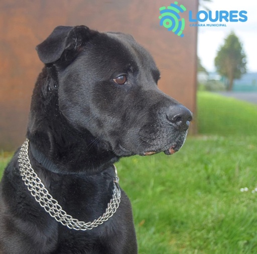 A61/2025 Weasel C | 620099100119263