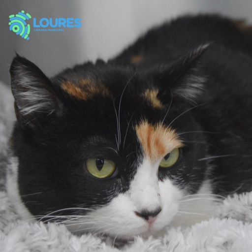 A83/2025 Mina F | 620099100119448